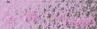 2+1! Pastela sucha w kredce Caran dAche - 83 Ultramarine Pink